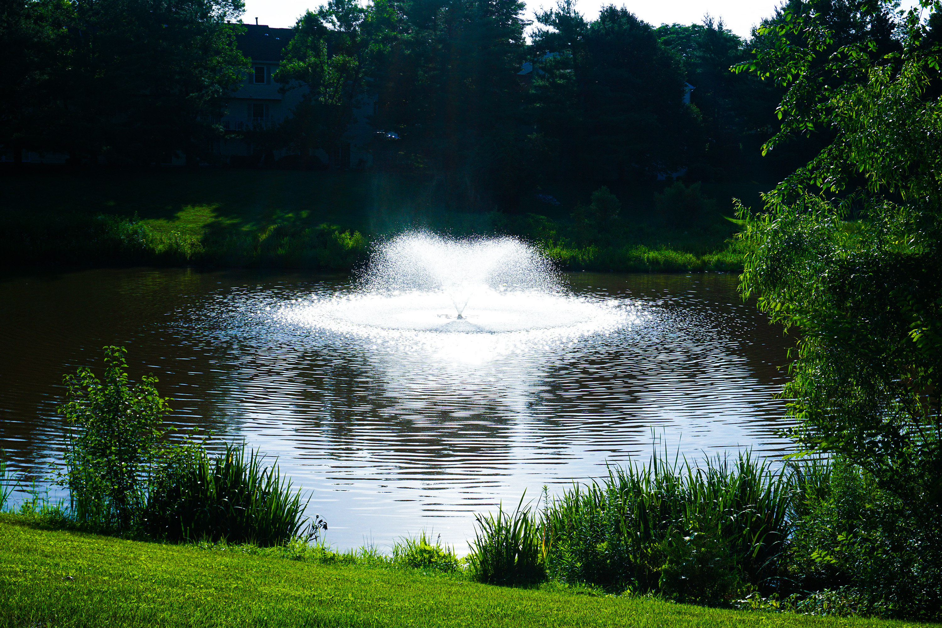 A spring in the middle of a pond surrounded by lush green shrubbery and grass